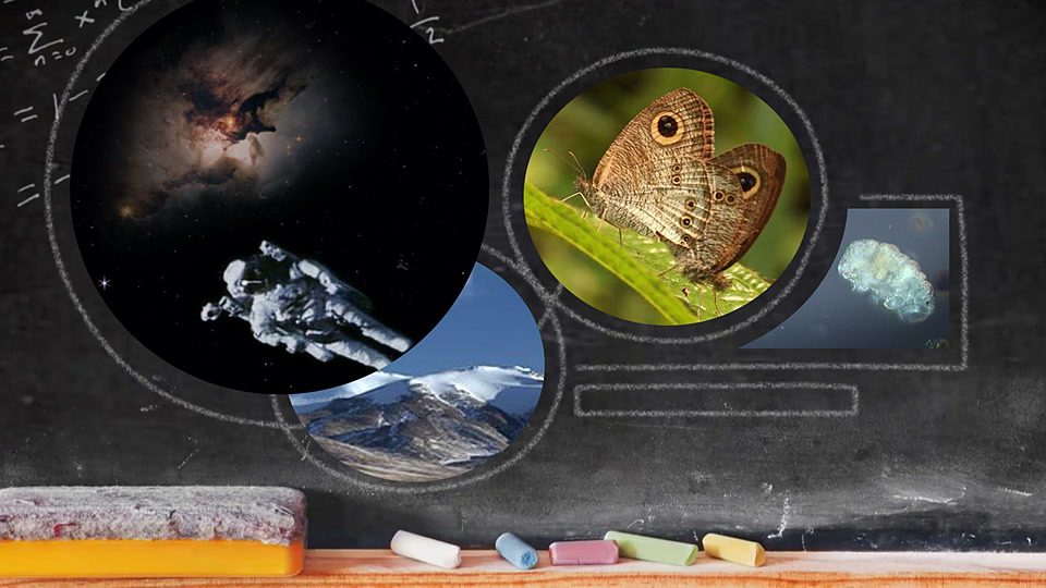 Μπορούν τα Φυτά να Μετρήσουν;