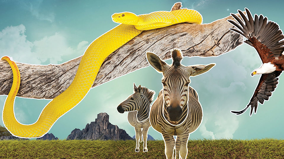 Siyaya - Το πιο Αγριο Ακρωτήριο